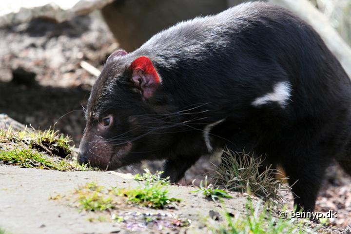 Tasmansk pungdjavel1.jpg - Tasmansk pungdjævel (Sarcophilus harrisii )